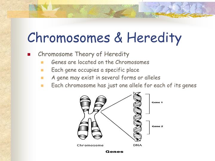chromosomes heredity