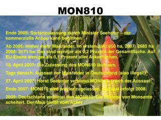 mon810 eine pflanze wird durchmogelt