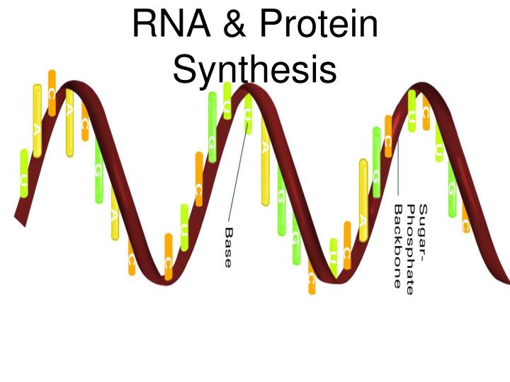 rna protein synthesis