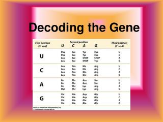 Decoding the Gene