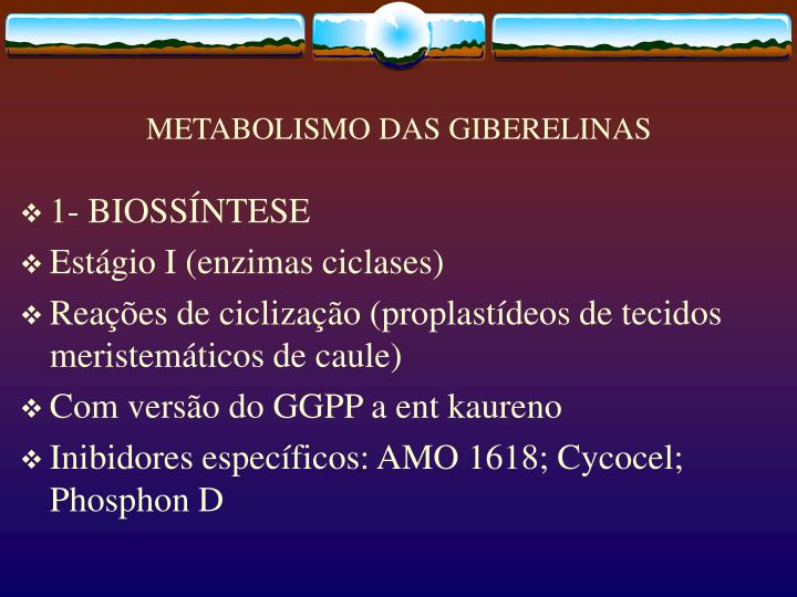 metabolismo das giberelinas