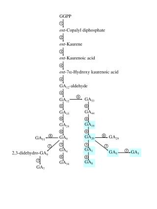 GGPP ent -Copalyl diphosphate ent -Kaurene ent -Kaurenoic acid ent -7 -Hydroxy kaurenoic acid