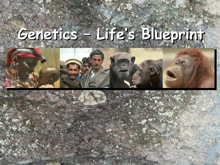 genetics life s blueprint