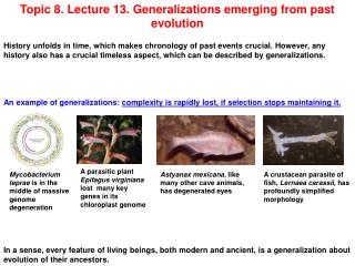 Topic 8. Lecture 13. Generalizations emerging from past evolution