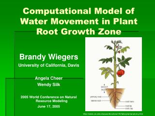 Computational Model of Water Movement in Plant Root Growth Zone