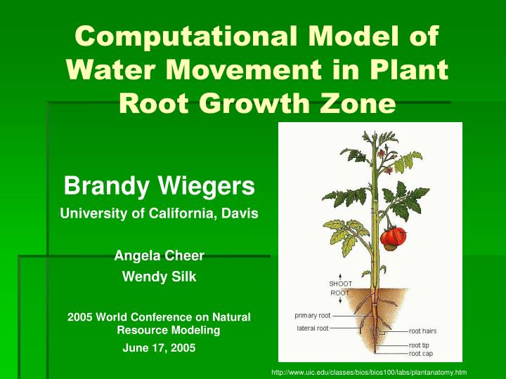 computational model of water movement in plant root growth zone