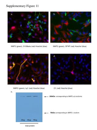 Supplementary Figure 11