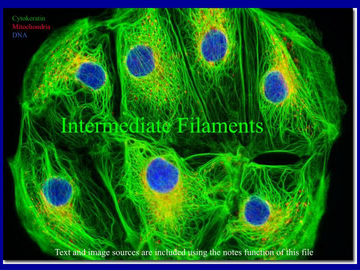 intermediate filaments