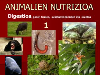 animalien nutrizioa