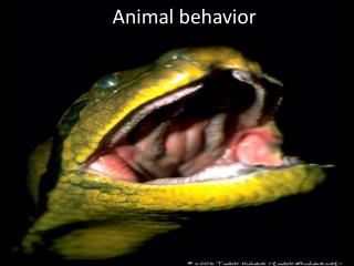 Animal behavior