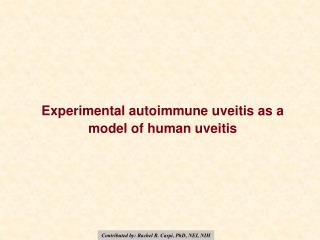 Experimental autoimmune uveitis as a model of human uveitis