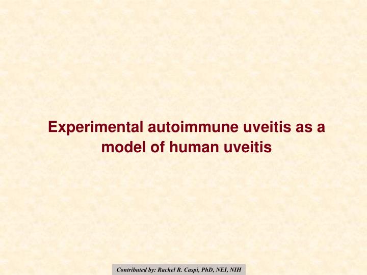 experimental autoimmune uveitis as a model of human uveitis