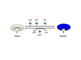 GTPase