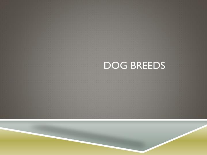 dog breeds