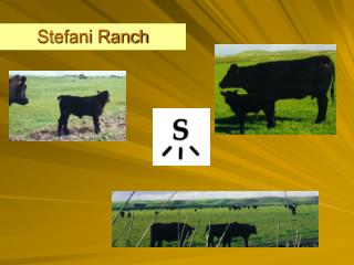 Stefani Ranch