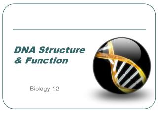 DNA Structure &amp; Function