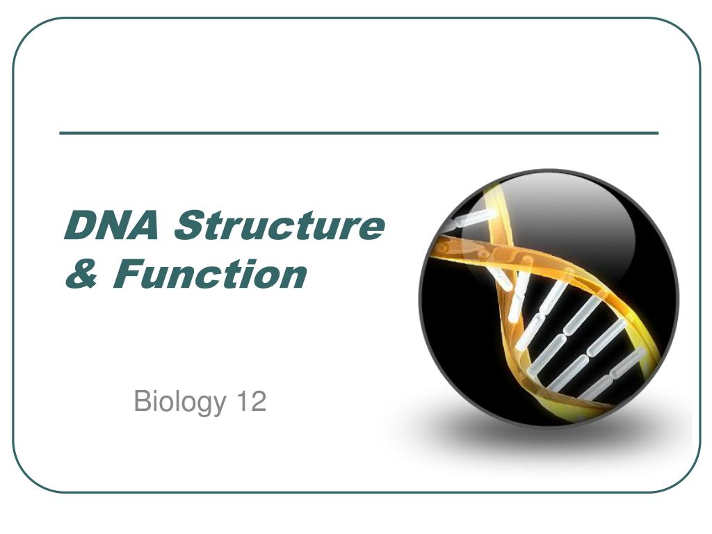 PPT - DNA Structure & Function PowerPoint Presentation, free download ...