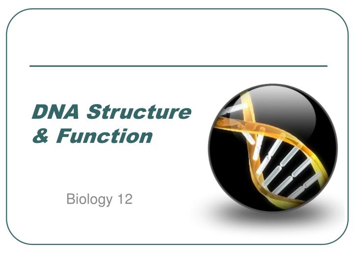 dna structure function