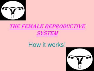 The Female Reproductive System