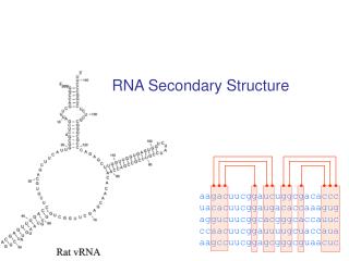 RNA Secondary Structure