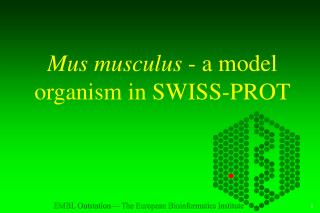 Mus musculus - a model organism in SWISS-PROT