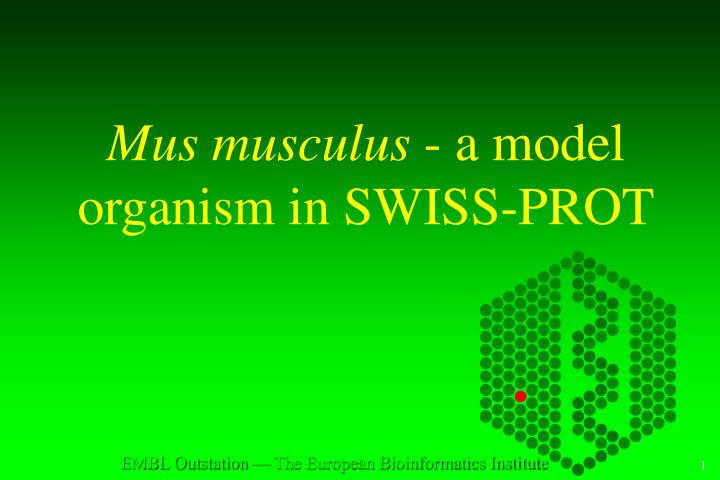 mus musculus a model organism in swiss prot