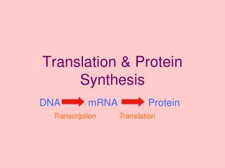 Translation &amp; Protein Synthesis