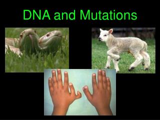 DNA and Mutations