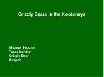 Grizzly Bears in the Kootenays
