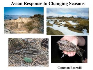 Avian Response to Changing Seasons