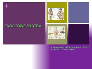 ENDOCRINE SYSTEM