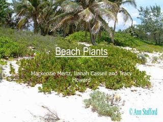 Beach Plants