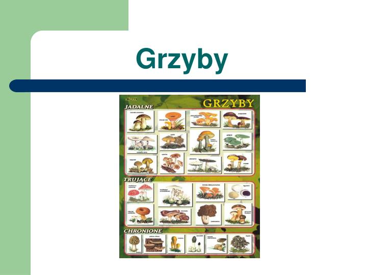 grzyby