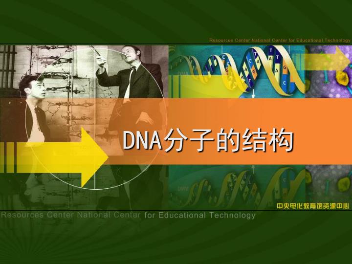 PPT - DNA 分子的结构 PowerPoint Presentation, free download - ID:3601491
