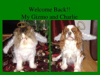 Welcome Back!! My Gizmo and Charlie