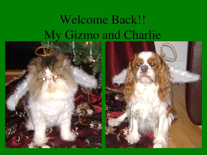 welcome back my gizmo and charlie