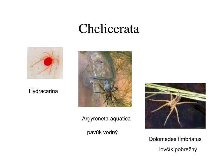 chelicerata