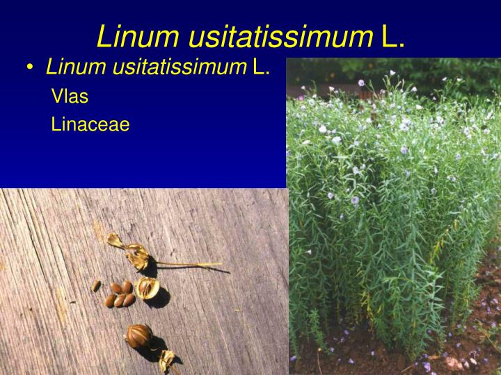 linum usitatissimum l