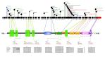 Comprehensive Genetic Variants and Mutations Analysis in Homo sapiens and Other Species - slide 1