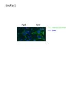 FynB and FynT Antibody Characterization with DAPI Staining in Cellular Studies - slide 1