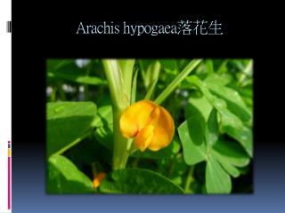 arachis hypogaea