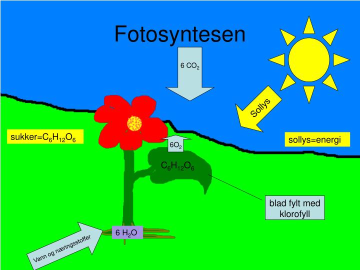 fotosyntesen