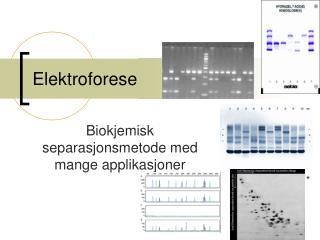elektroforese