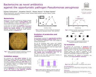 Bacteriocins as novel antibiotics against the opportunistic pathogen Pseudomonas aeruginosa
