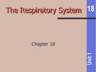 The Respiratory System