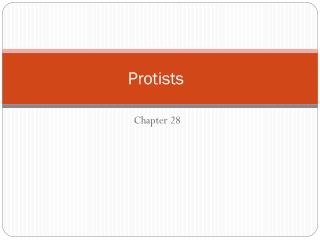 Protists