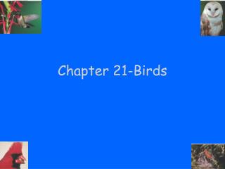 Chapter 21-Birds