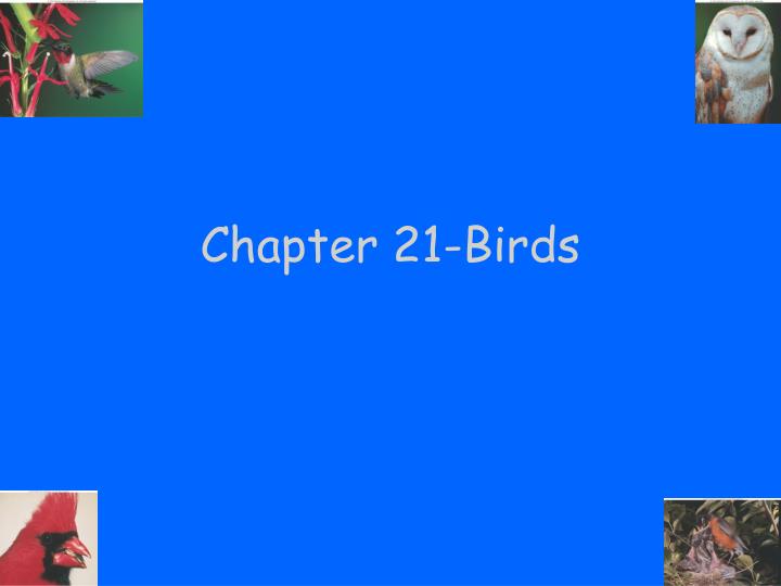 chapter 21 birds