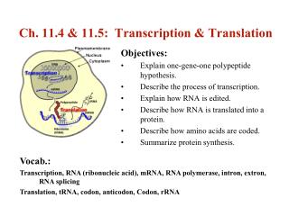 Ch. 11.4 &amp; 11.5: Transcription &amp; Translation