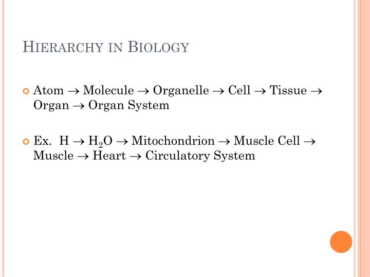 hierarchy in biology